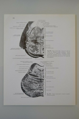 Planche anatomie humaine - d'anatomie,