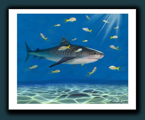 Tiger shark art print - tiger,
