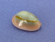 Cypraea Annulus Meli (f.circumpicta) 19,3 mm Gem Madagascar " Rare "