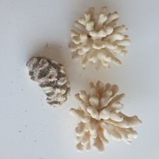 3x CORAIL de RECIF de la MER