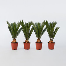 Sagou du Japon - Set de 4 -