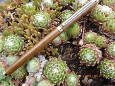 STYLO PLUME COLIBRI LAQUE