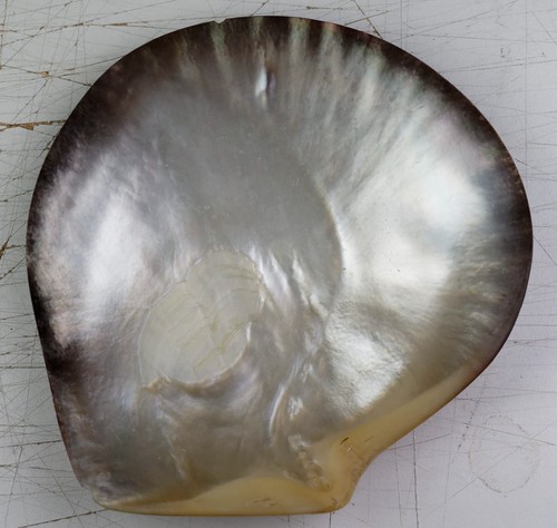 Grande coquille polie nacre - grande,