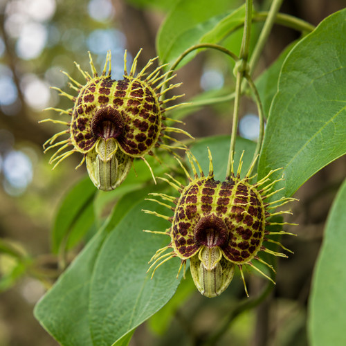 Aristolochia fimbriata seeds - aristolochia,