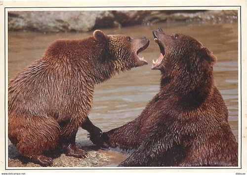 Carte postale animaux ours - carte,