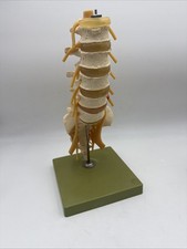 Somso QS66/1  Lumbar Vertebral