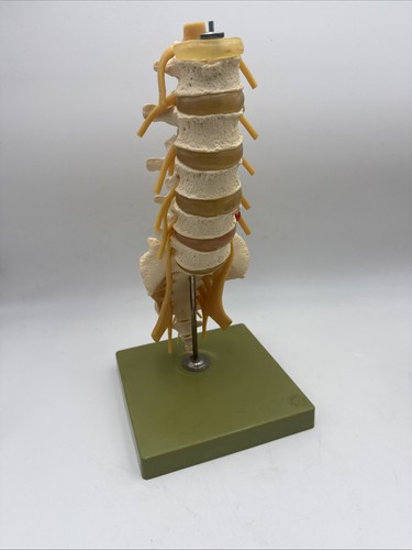 Somso qs66 lumbar - somso,