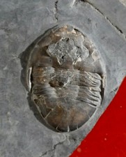 TRILOBITE ORDOVICIEN DE LA MONTAGNE NOIRE , PARAMEGALASPIS