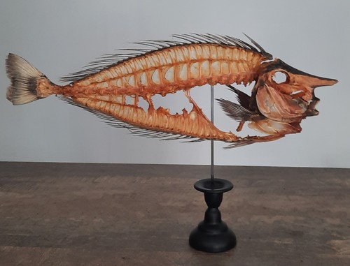 Curiosité taxidermie - curiosité,