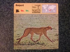 GUEPARD Carte collection 1975