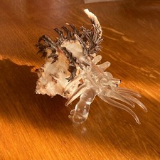 Bernard l'Hermite ❤️