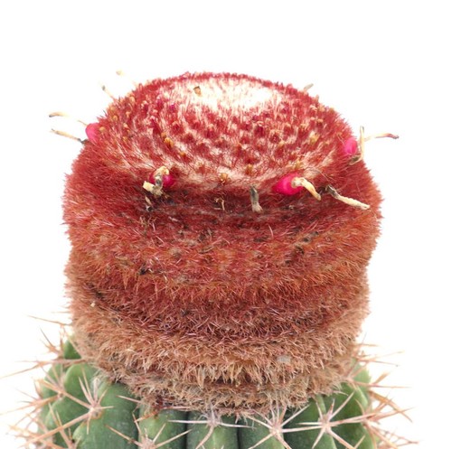 Melocactus uebelmannii hu528 - melocactus,