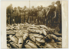 Pêche aux thons à Douarnenez (Finistère). Bretagne. Pêcheurs. 1964.