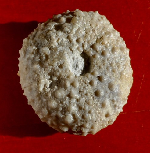 Oursin fossile miocène - oursin, de