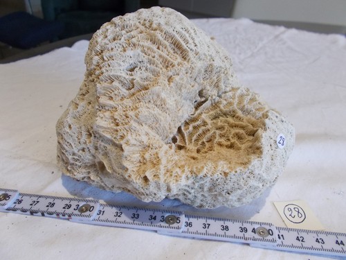 Coquillage corail blanc - "coquillage".corail,
