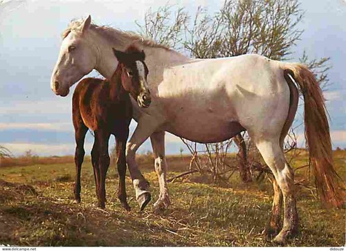 Carte postale animaux - carte,