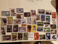 IMAGE PANINI AUTOCOLLANT
