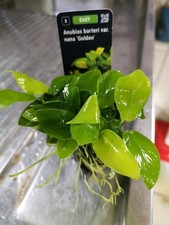 ANUBIA NANA GOLDEN YELLOW HEART - PLANTE AQUATIQUE - PLANTE AQUARIUM