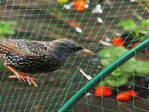 Filet anti oiseaux maille - filet,