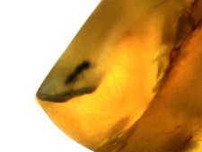 Ambre naturelle de Birmanie – insecte fossile visible – 4.81 ct – 15.7 × 10 × 8