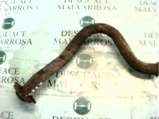 sortie collecteur RENAULT 19