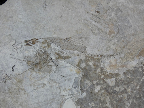 Smerdis dapali macrurus france - smerdis,