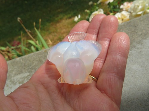 Sabino oiseau opalescent - , (3)