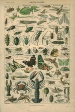 Document ancien arthropodes