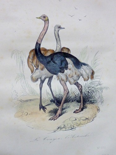 Buffon les oiseaux planches - les, 18