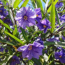 Ruellia brittoniana - Pétunia
