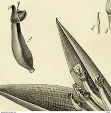 Botanique Musa Bananier Banane Gravure originale XVIIIe