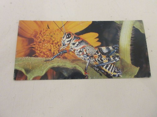 Fiche 518 photo animaux - 518,