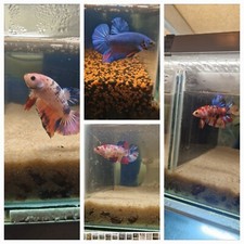  betta plakat géant,  né le 27/11/2024, envoi en France uniquement