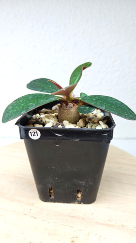 Euphorbia ramena live - euphorbia, ➡️--live