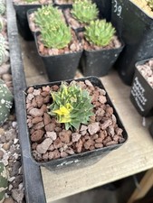 Obregonia Denegrii Variegata Very Rare Plant