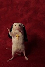 taxidermie souris none