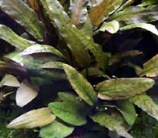 Cryptocoryne  brown en touffe plante aquarium très résistantes  