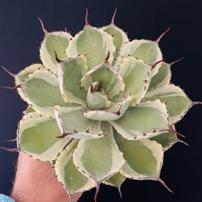 Agave Potatorum Kichijokan Très Belle génétique Pot 10  Caudex Succulente 1