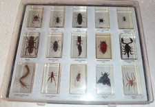 superbe lot de 15 véritables insectes incrustés dans des blocs de résine, déco!