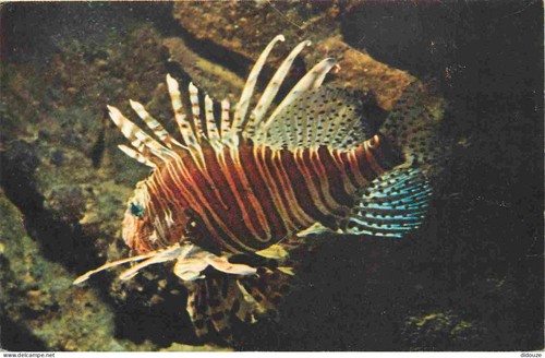 Carte postale animaux - -,