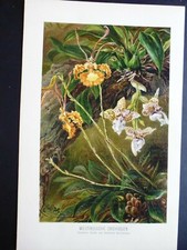 gravure:chromolithographie