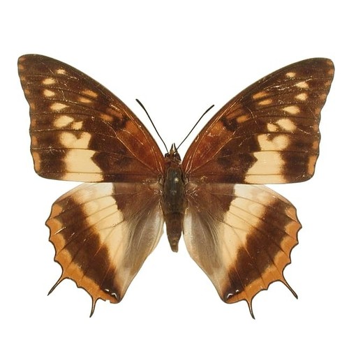 Entomologie papillon - entomologie,
