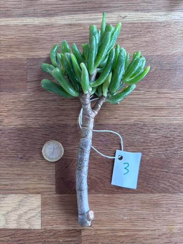 Crassula ovata gollum - gollum, n°3