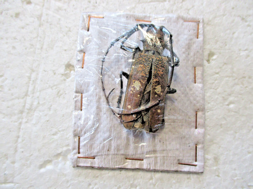 Entomologie cerambycidae - entomologie,