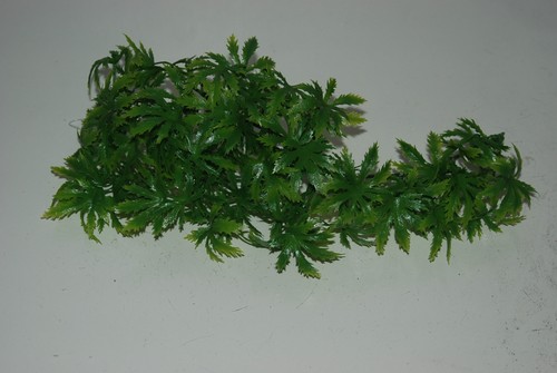 Vivarium réaliste cannabis - réaliste,