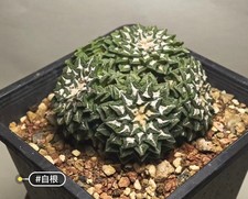 8.2cm Multi Heads Rare Cacti