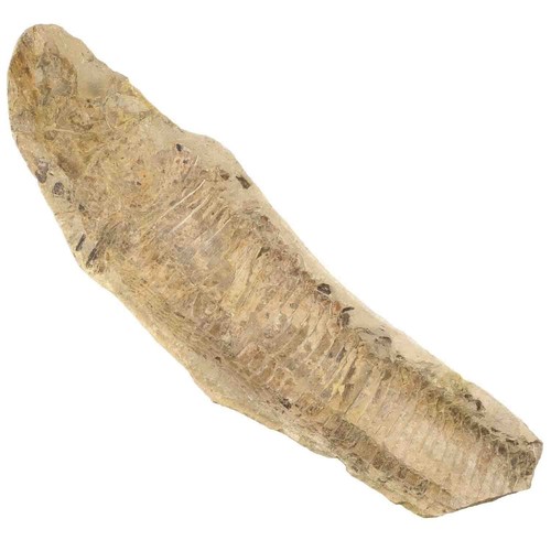 Poisson fossile sur gangue - ,