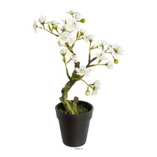 Bonsaï Prunus du japon