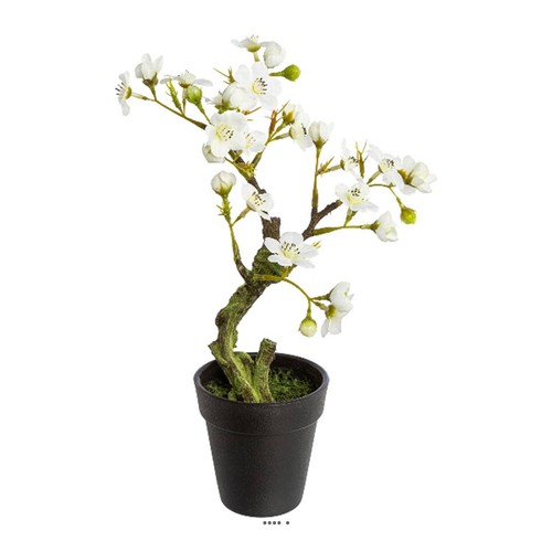 Bonsaï prunus japon - du,