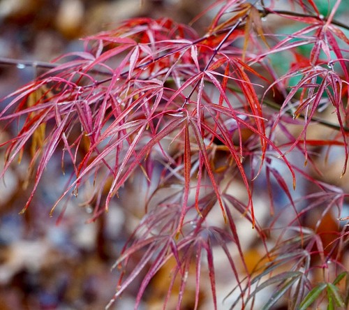 Acer palmatum koto ito - palmatum, cv